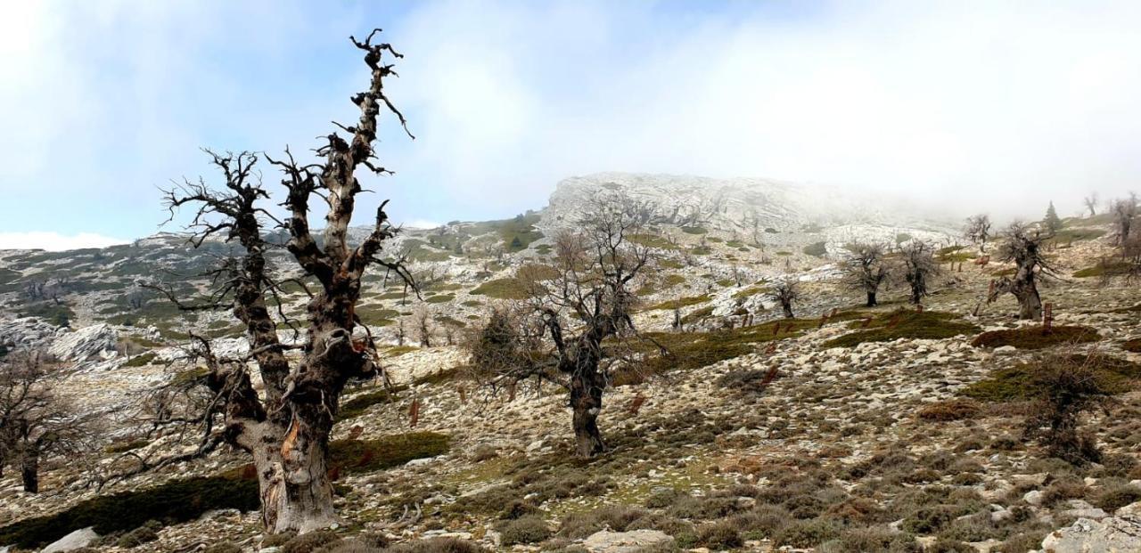 Hotel Sierra Hidalga Ronda Eksteriør bilde